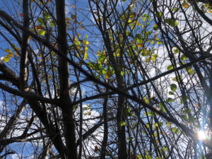 View of the sky through a tree in the autumn, most leaves gone, a few green and yellow remaining.