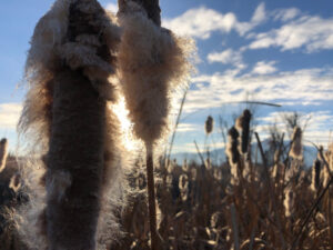 Cattail Seeds in December